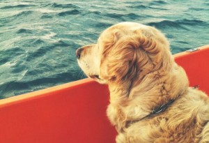 Recomendaciones para viajar en barco con el perro