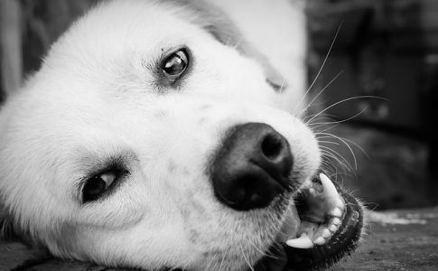 ¿Qué es el contrato de adopción de perros?