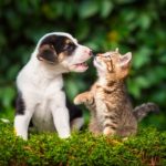 Técnicas adiestramiento perros y gatos