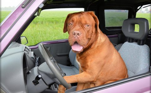 normas para viajar con perros en coche