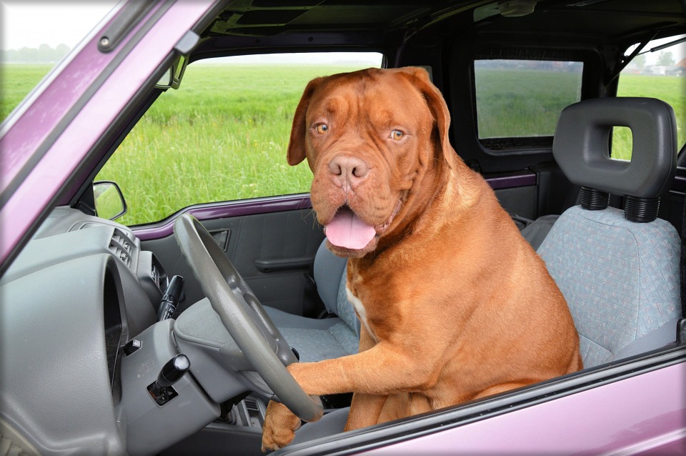 sección Acuoso Alegrarse Cuál es la normativa para viajar con perros en el coche? | Viajar