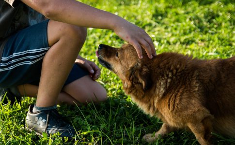 Vacunas esenciales para un perro