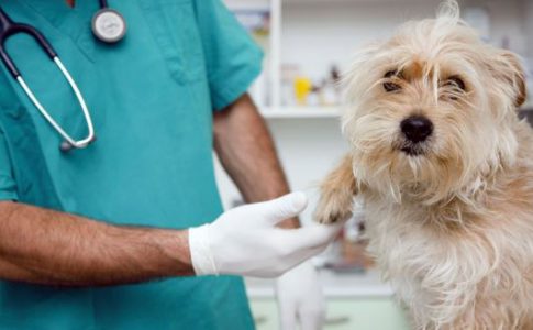 Reacciones adversas a las vacunas en los perros