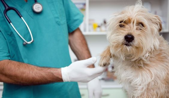 diferencia condensador Productividad Cuáles son los efectos secundarios de las vacunas en perros? | Vacunas