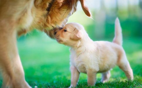 A qué edad o mes hay que separar al cachorro recién nacido de la madre