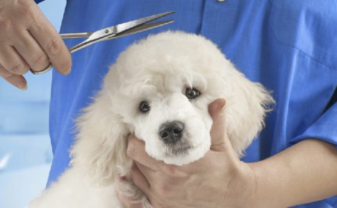 Corte de pelo para perros