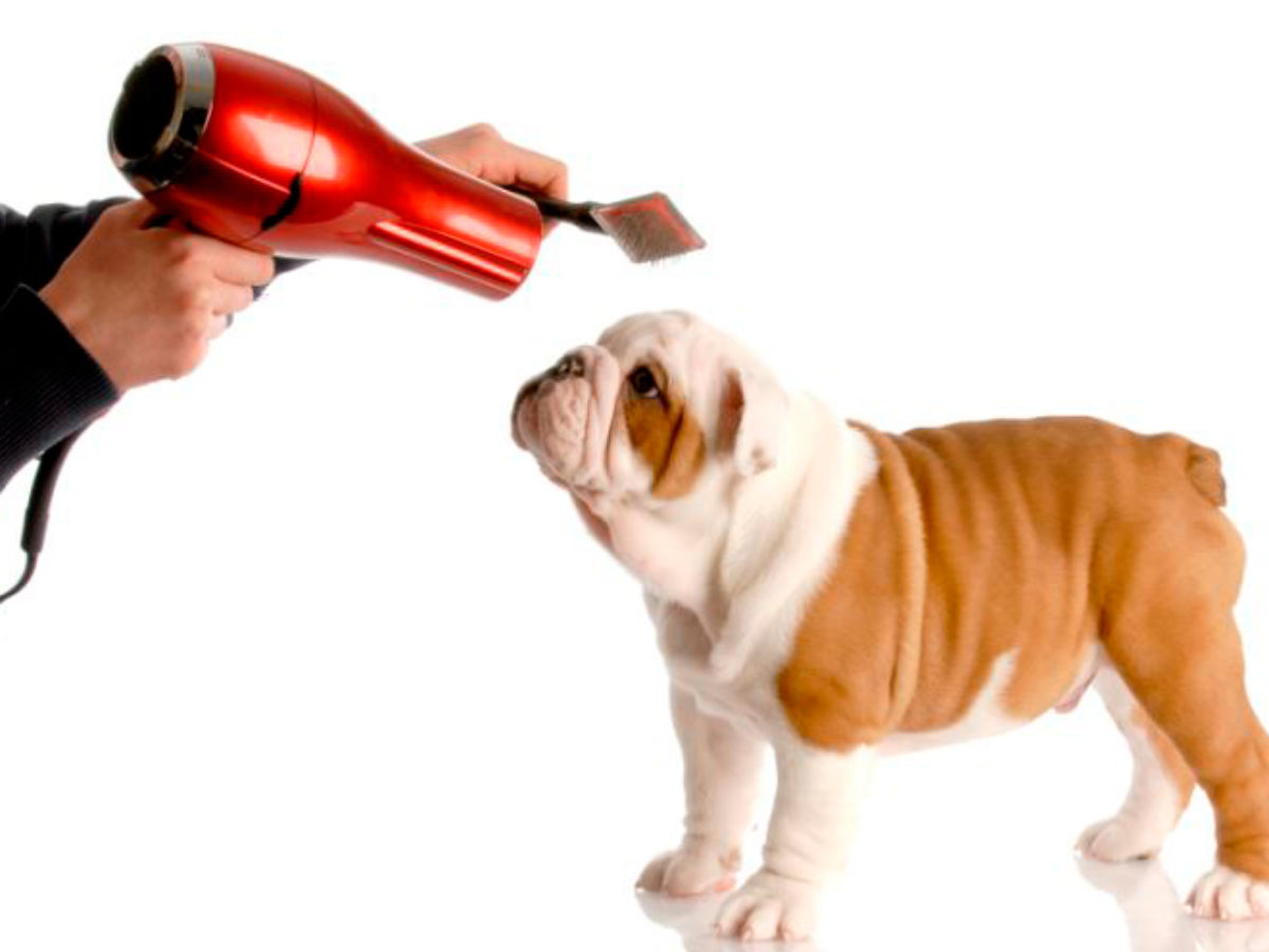 Relajante Rocío mezcla Cuánto cuesta cortarle el pelo a un perro? | Corte de pelo para perros