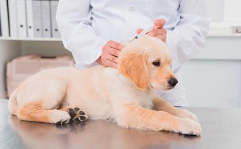 Precios de las vacunas de los perros