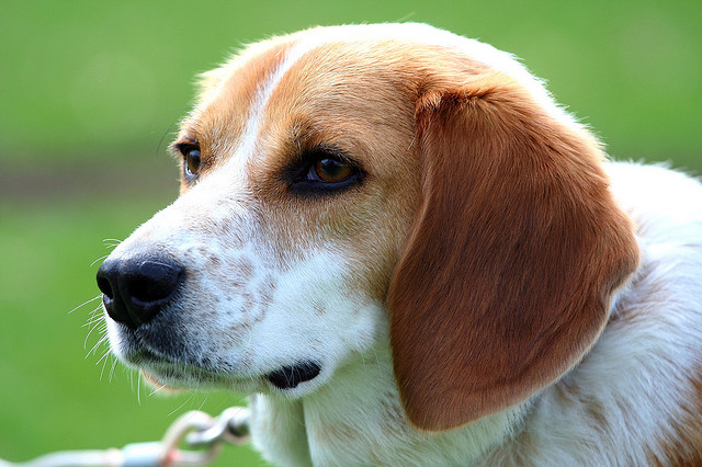 Los cuidados del Beagle