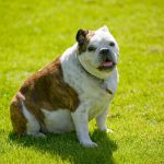 Ejercicio para perros obesos