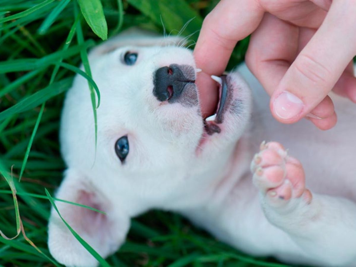 A edad dientes los cachorros? | Dentición del cachorro