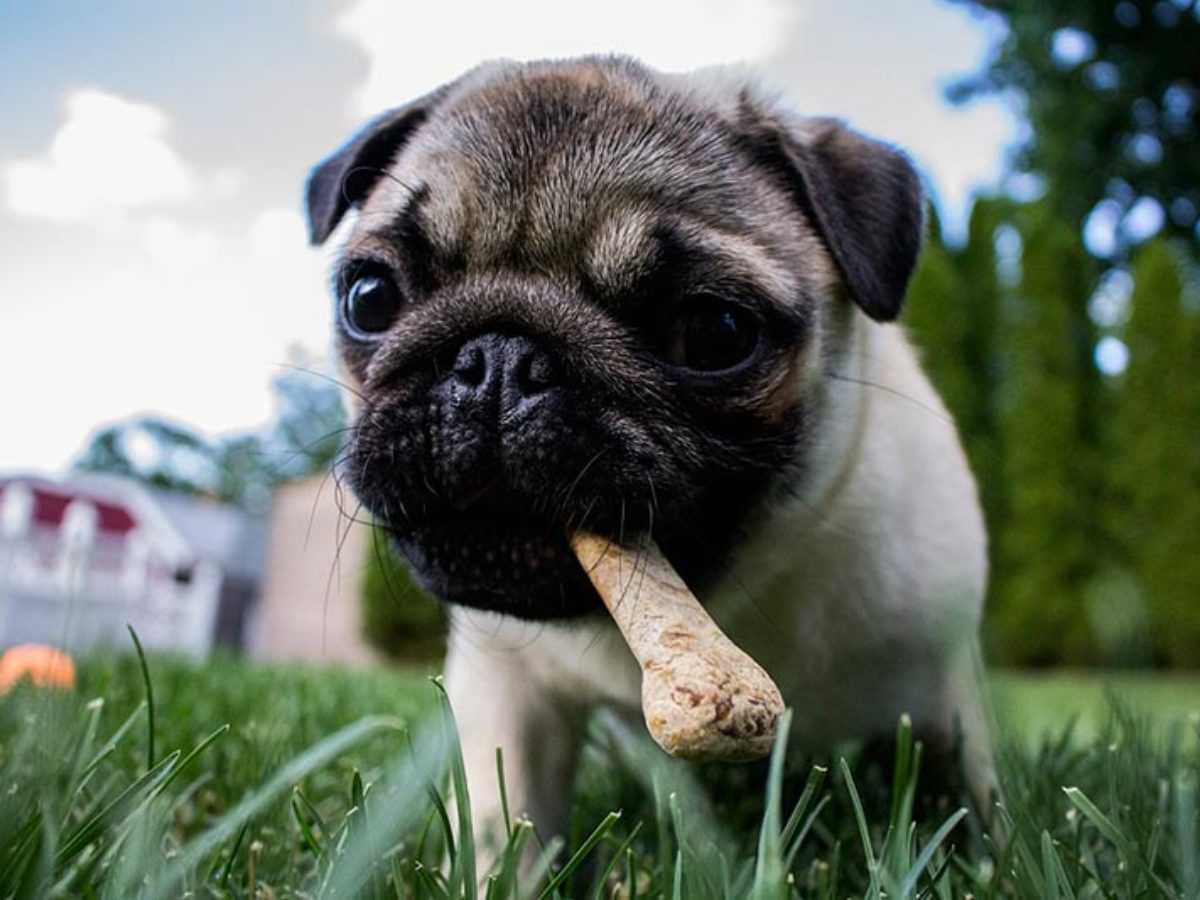 Dislocación diente necesario Hay que desparasitar a los perros antes o después de comer?