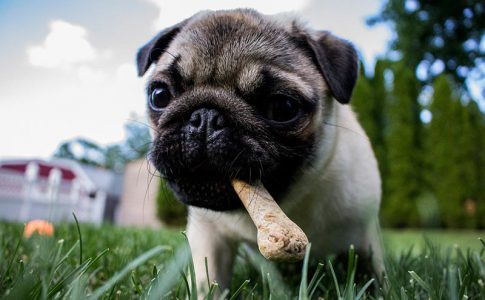 ¿Es mejor desparasitar a un perro después de comer?