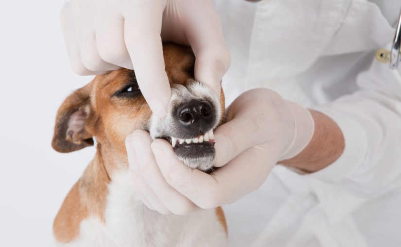 Conseguir dientes blancos en perros