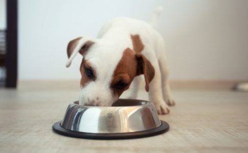 Dieta para perros obesos