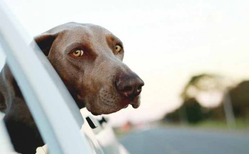 Documentación para viajar con perros