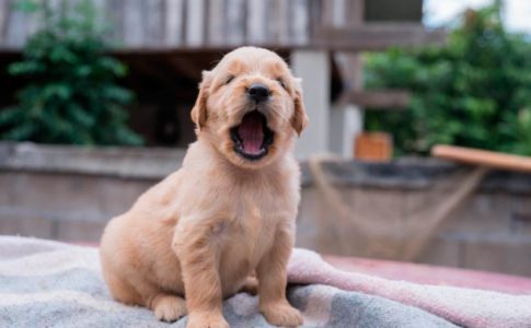Por qué a los perros cachorros les duelen los dientes