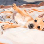 Qué efectos tiene la castración del can en su salud