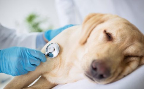 Enfermedades y síntomas del perro después de la vacunación