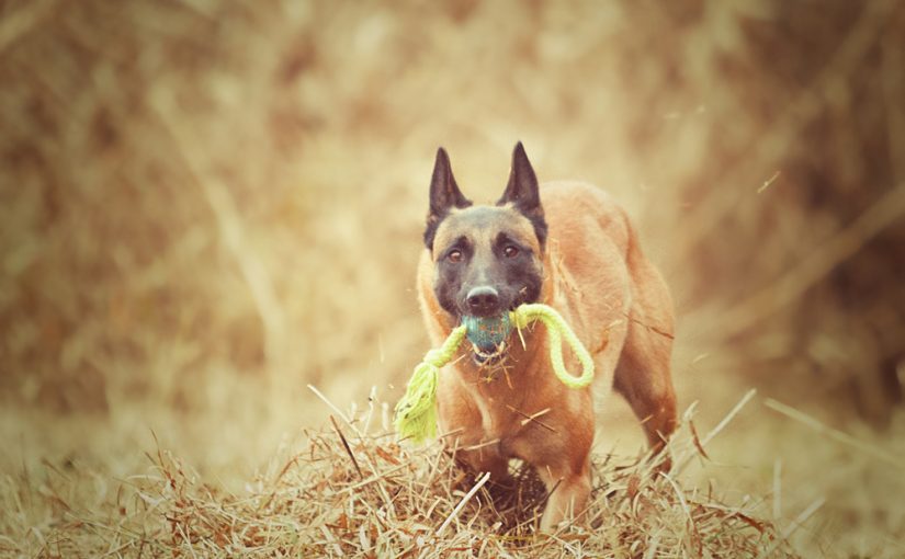 Dieta para perros esterilizados