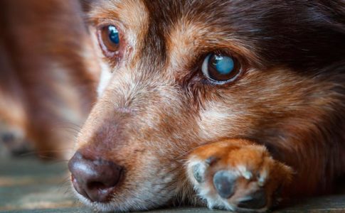 Qué enfermedades tienen los perros con los ojos blancos