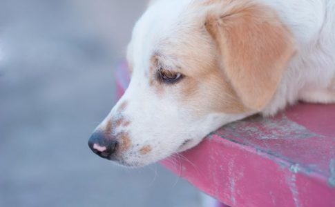 Efecto de raticidas en perros