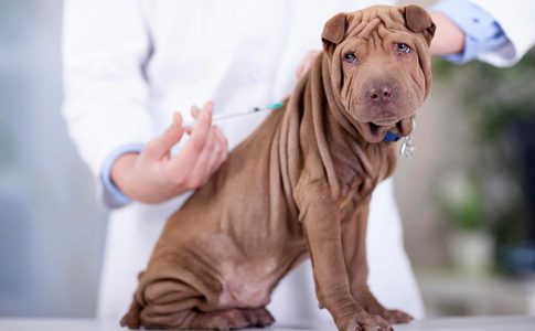 ¿Es mejor vacunar a un perro de cachorro que de adulto?