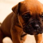 Consejos para comprar medicamentos de perros online