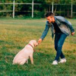 Cómo entrenar a un perro para la defensa y ataque