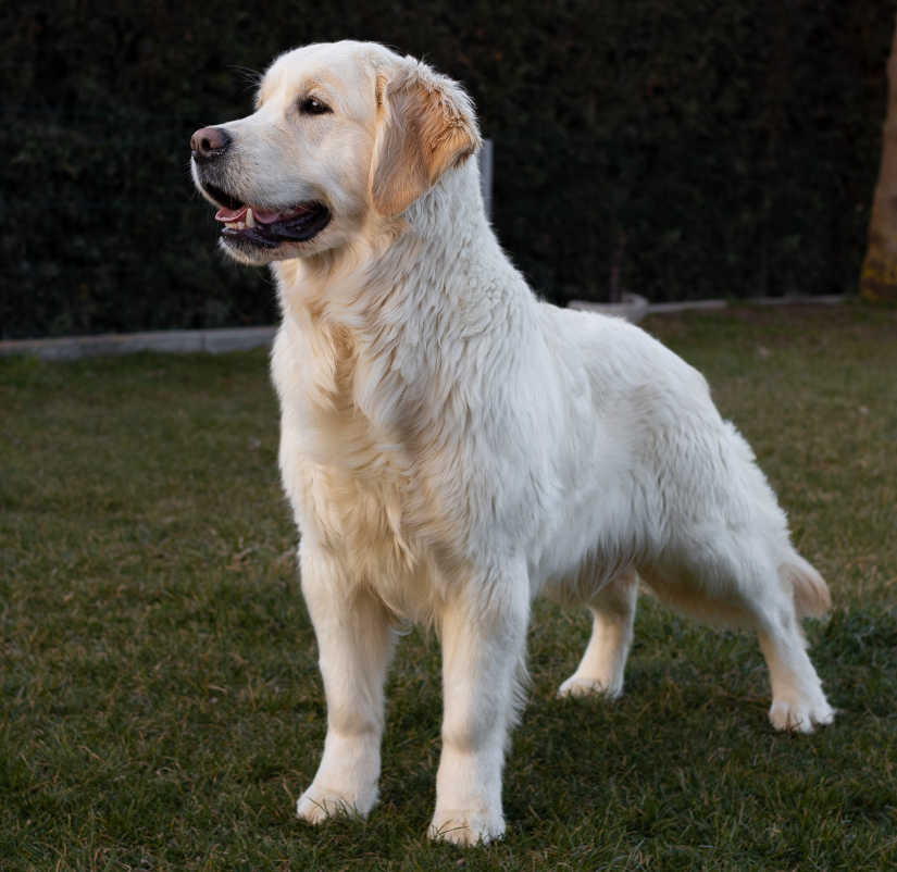 Raza Golden Retriever