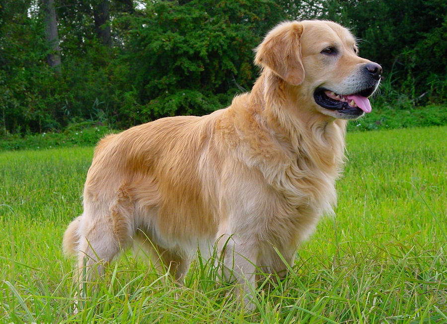 Perro Golden Retriever