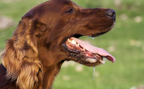Prevenir golpes de calor en perros