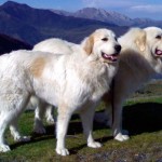 Perro de montaña de los Pirineos