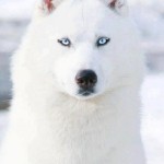 Perro Husky Siberiano blanco