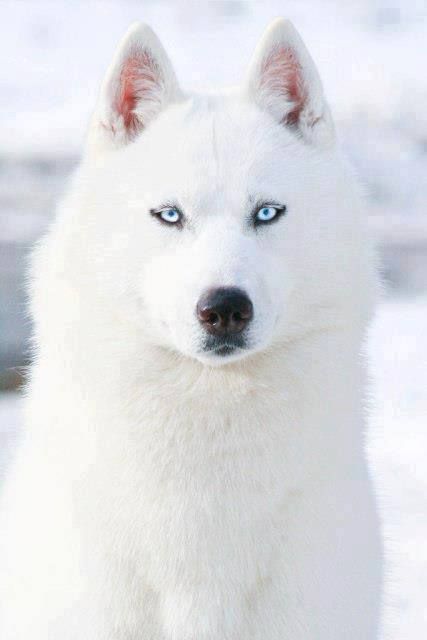 Perro Husky Siberiano blanco