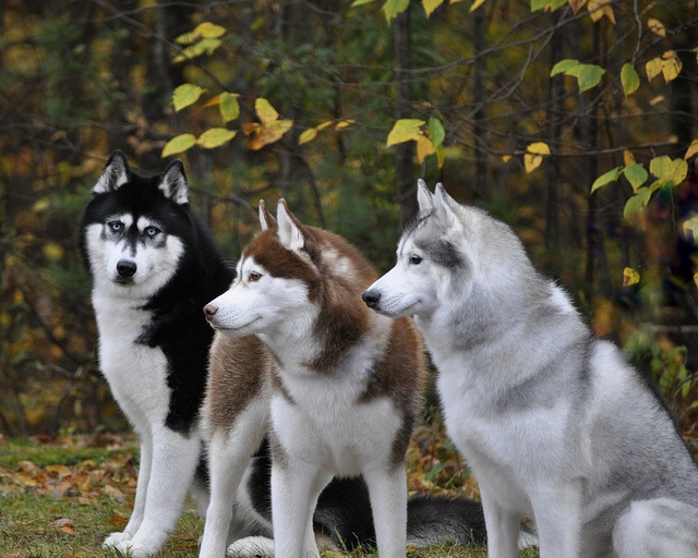Perro Husky Siberiano marrón, gris y negro