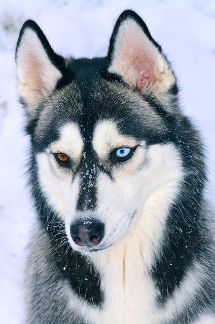 Ojos del Husky siberiano