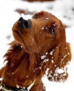 Llevar al perro a la nieve
