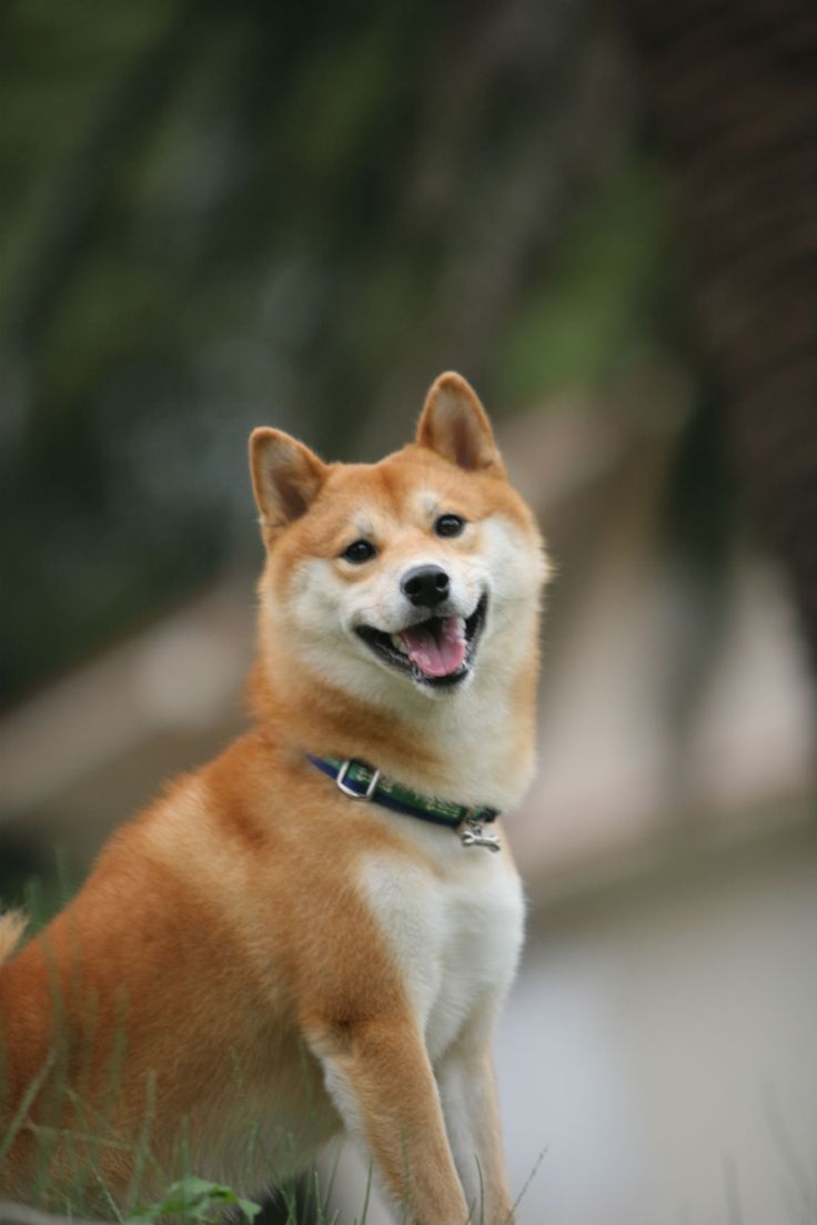 La sonrisa del perro Shiba Inu japonés