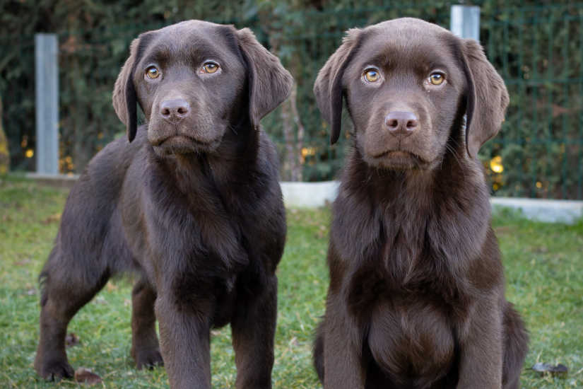 Raza Labrador Retriever