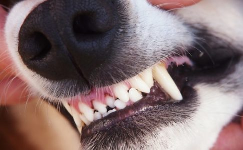 Limpiarle los dientes al perro