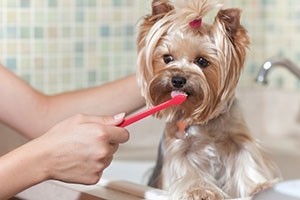 Higiene dental del perro