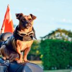 Viajar en moto con el perro