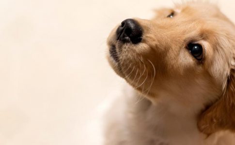 ¿Los perros entienden el lenguaje de los humanos?