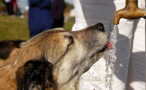 Perro mayor que bebe mucha agua