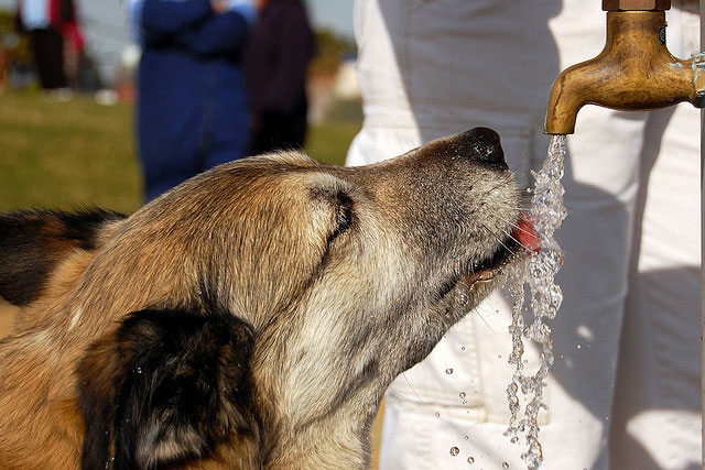 Perro mayor que bebe mucha agua