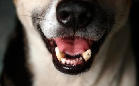 Qué le pasa a mi perro cuando rechina los dientes