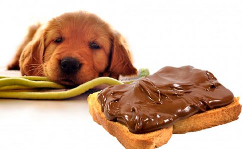 ¿Se puede quedar ciego un perro comiendo chocolate?