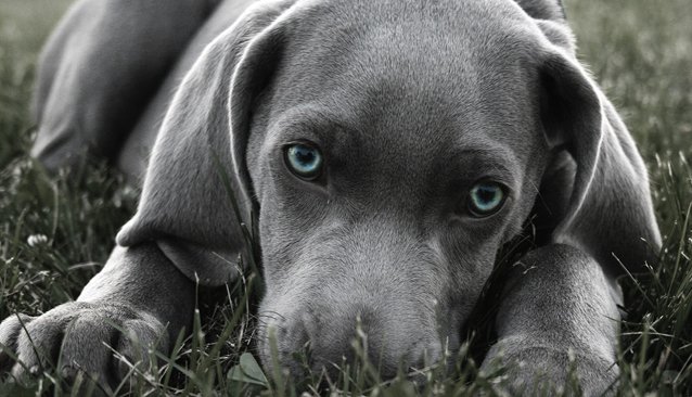 ¿Es verdad que los perros ven en blanco y negro?