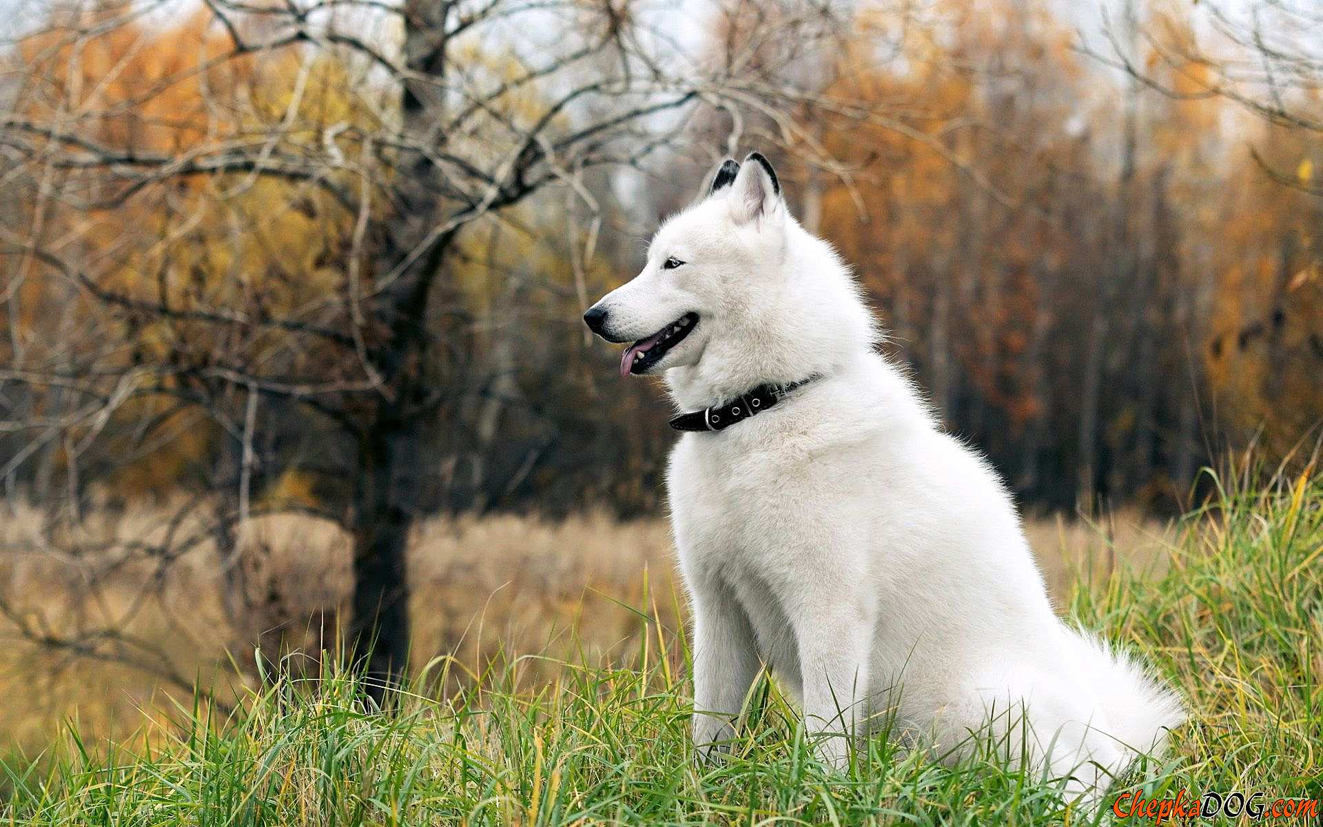 Perro de la raza malamute de Alaska de color blanco